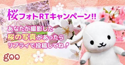 goo旅行でお花見を♪ 桜フォトRTキャンペーン!!